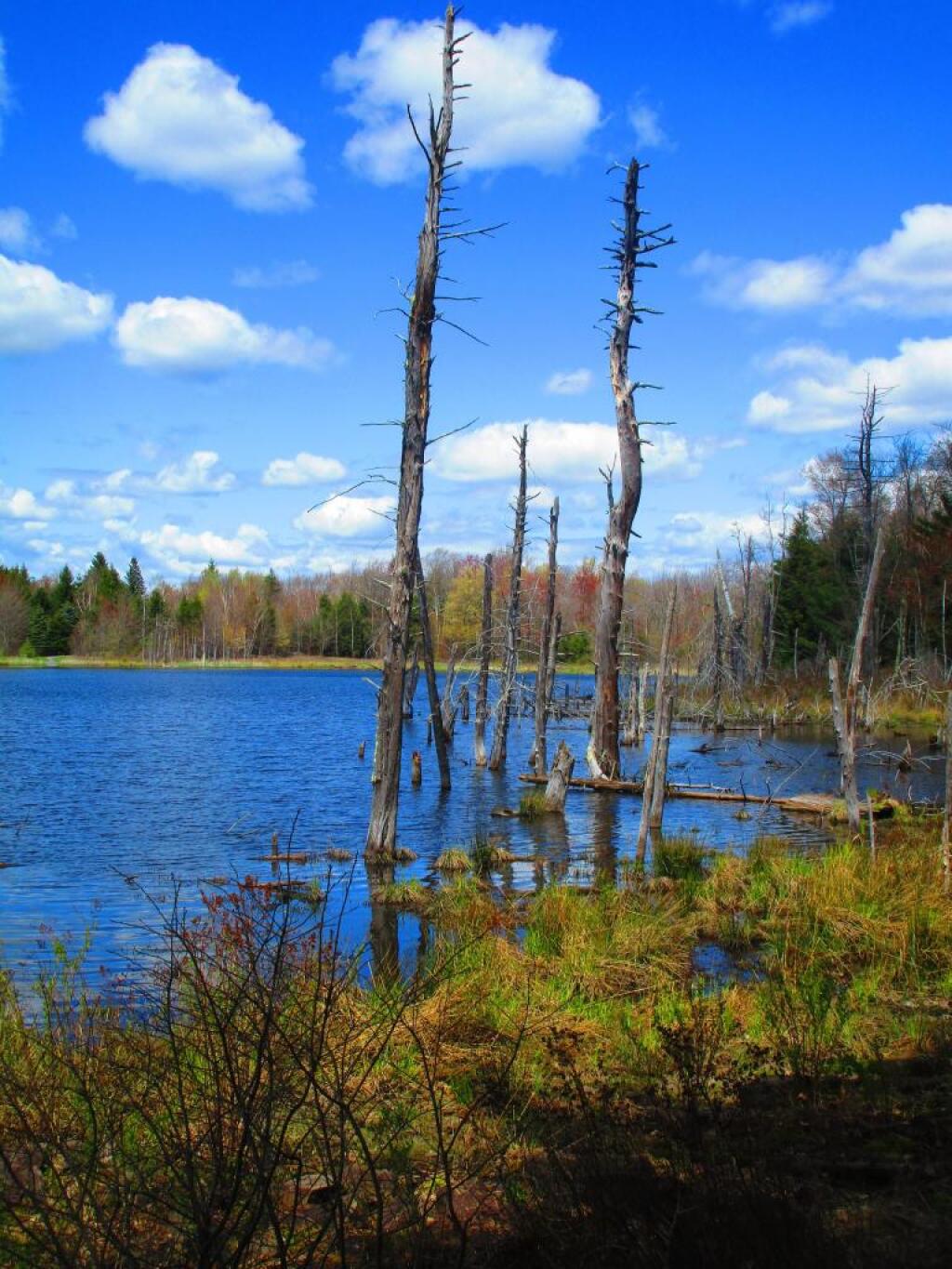 Sunny spring afternoon at Looking Glass Pond