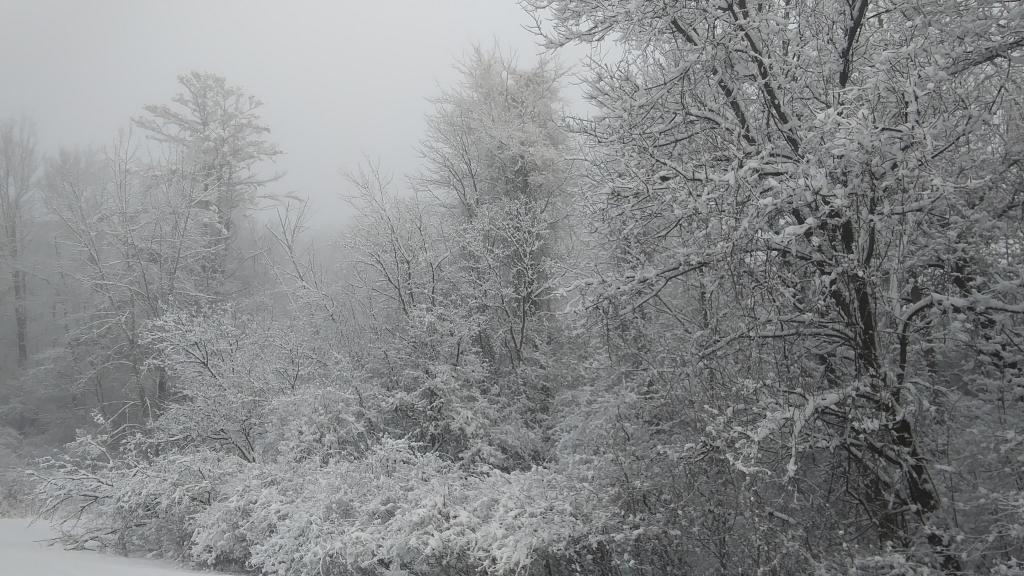 Photo: Snowy Morning Photo: Snowy Morning