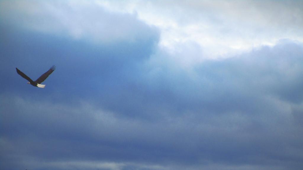 Photo: Bald Eagle Photo: Bald Eagle