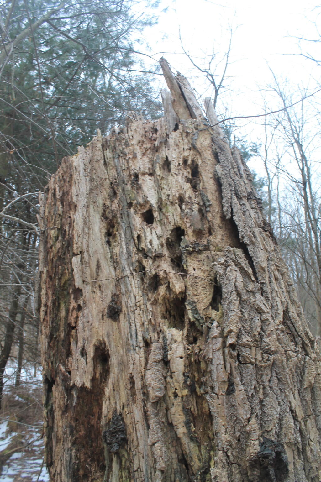 Photo: Massive Old Stump Photo: Massive Old Stump