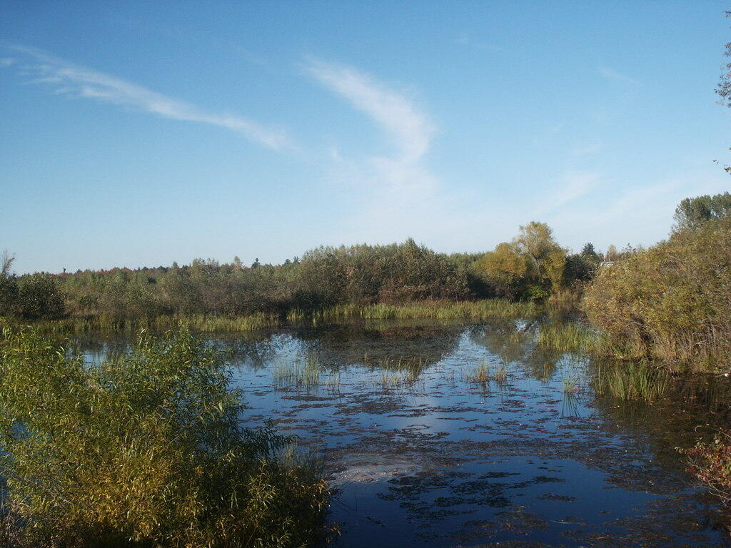 Photo: Swamp at Point Au Roche Photo: Swamp at Point Au Roche