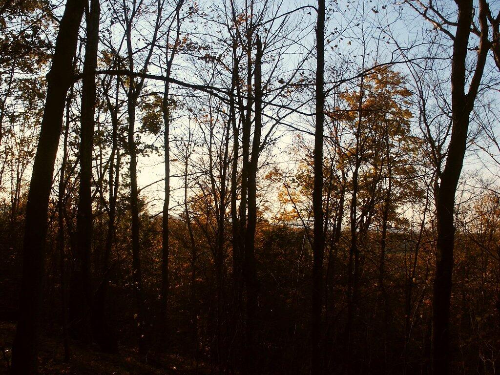 Photo: Fall Forest Photo: Fall Forest
