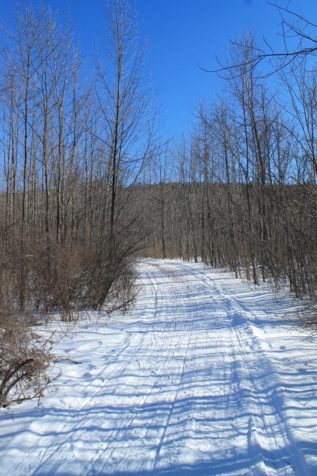 Photo: Snowmobile Trail Photo: Snowmobile Trail