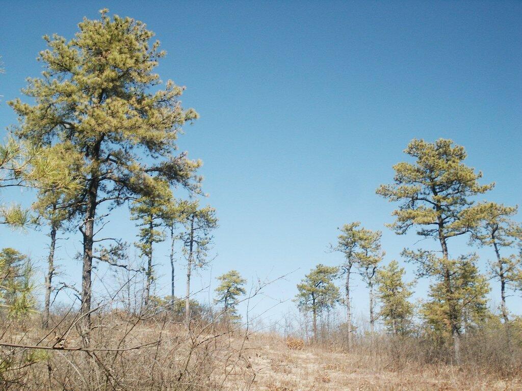Photo: Pine Bush in the Spring Photo: Pine Bush in the Spring