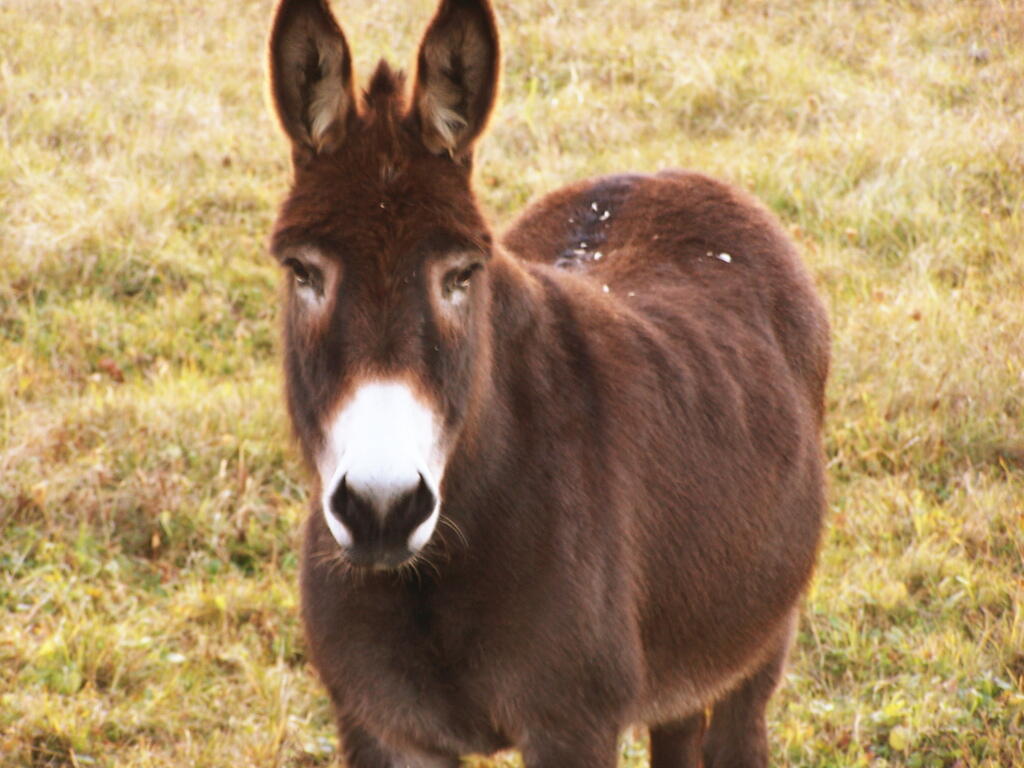 Photo: Donkey Photo: Donkey