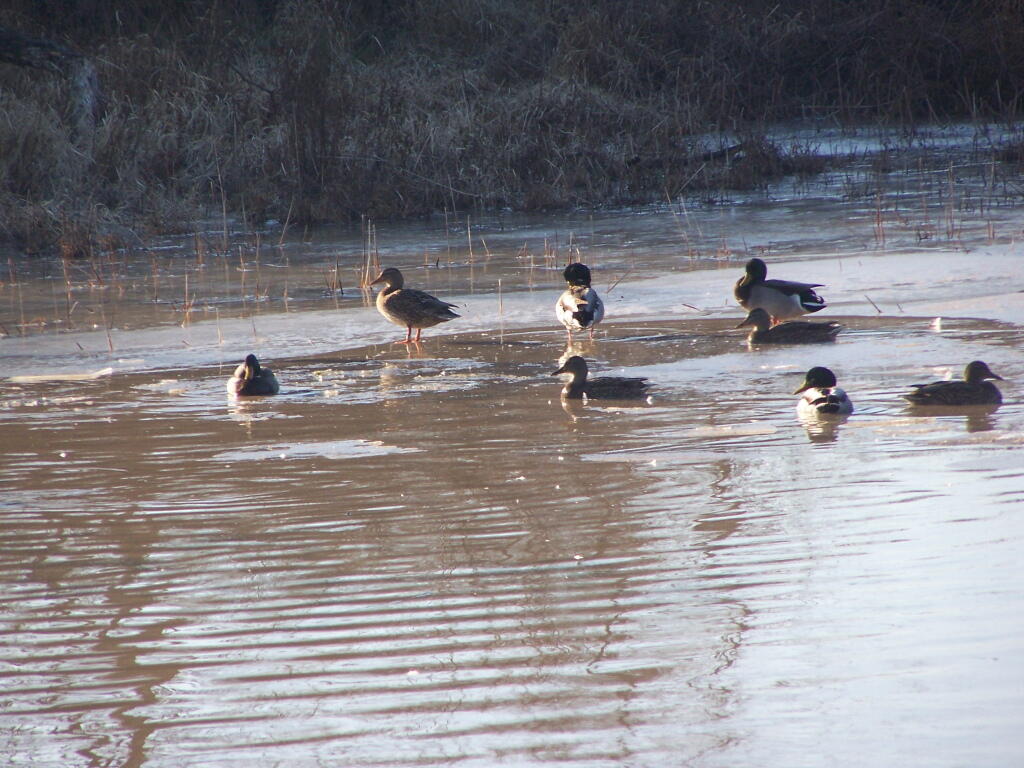 Photo: Candian Geese