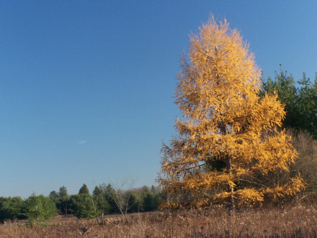 Photo: Yella Tree