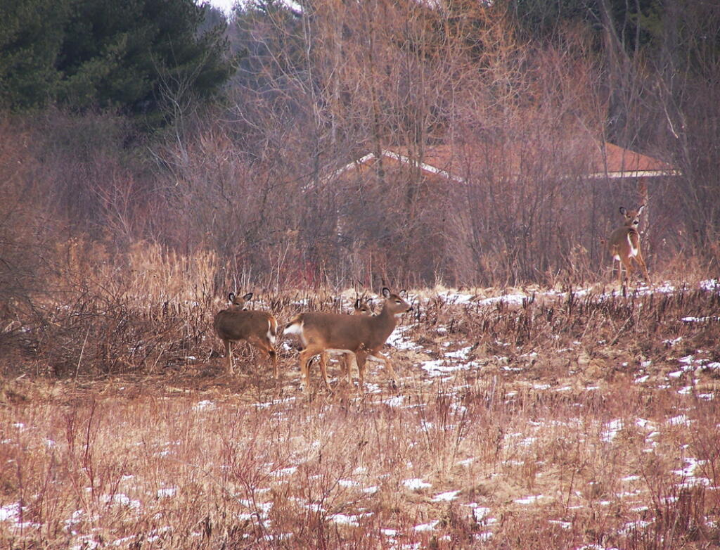 Photo: Grazing on the Grass Photo: Grazing on the Grass