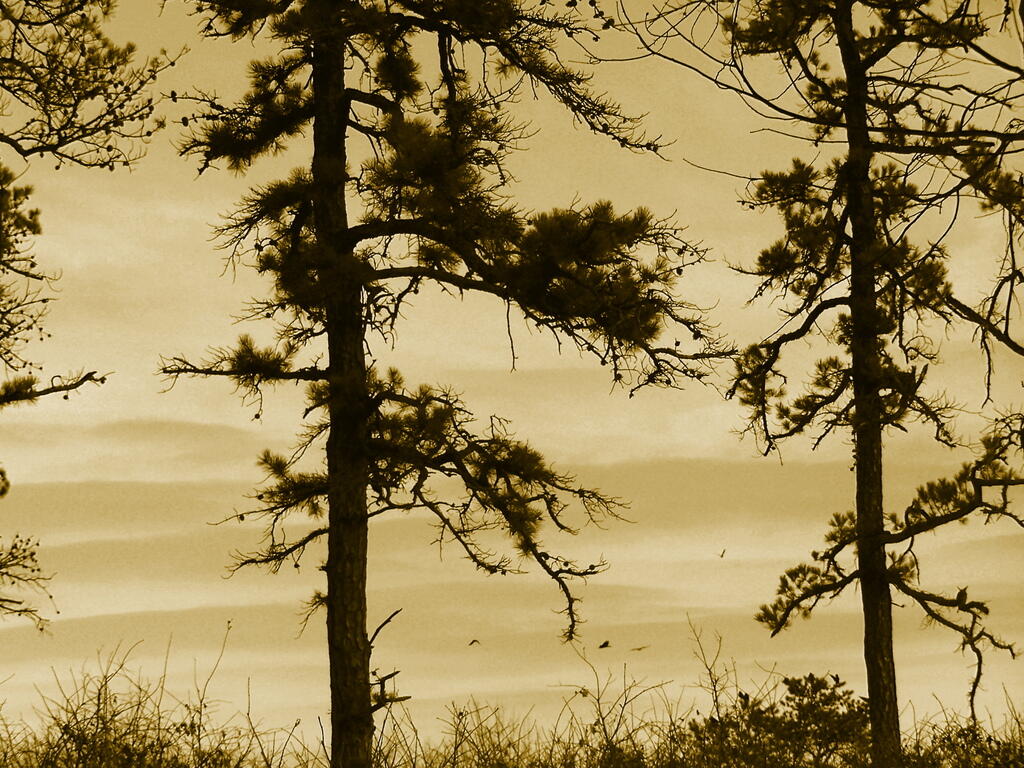Photo: Pine Bush Brown Photo: Pine Bush Brown