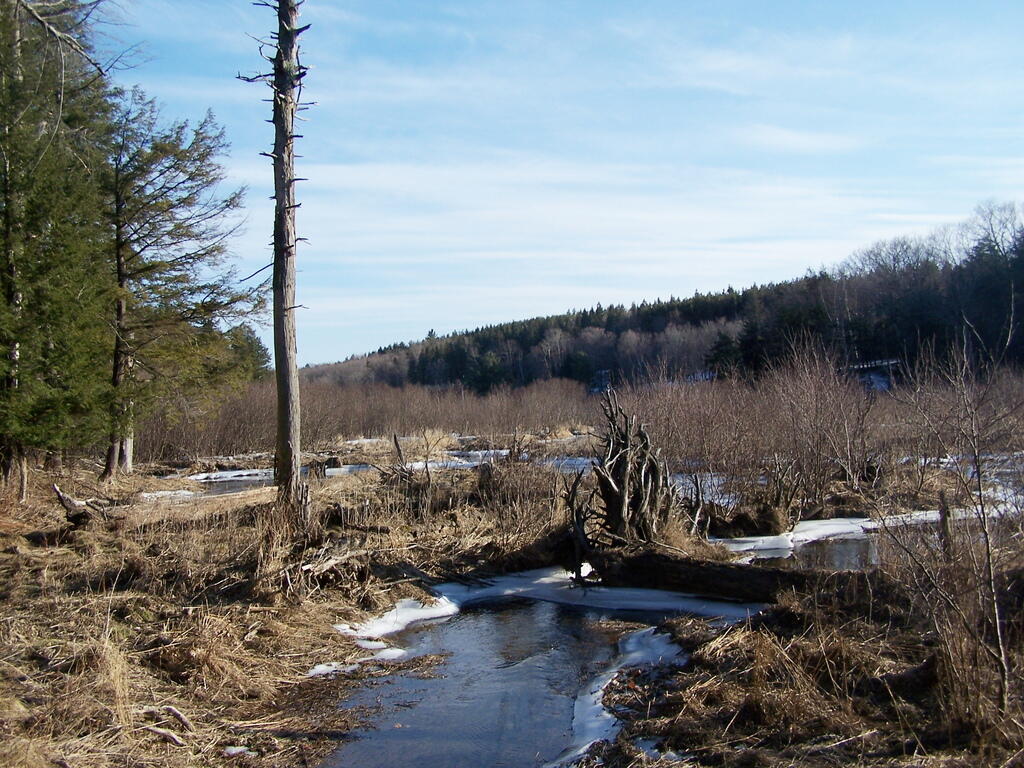 Photo: Tree & Pond at Huyck Preserve Photo: Tree & Pond at Huyck Preserve