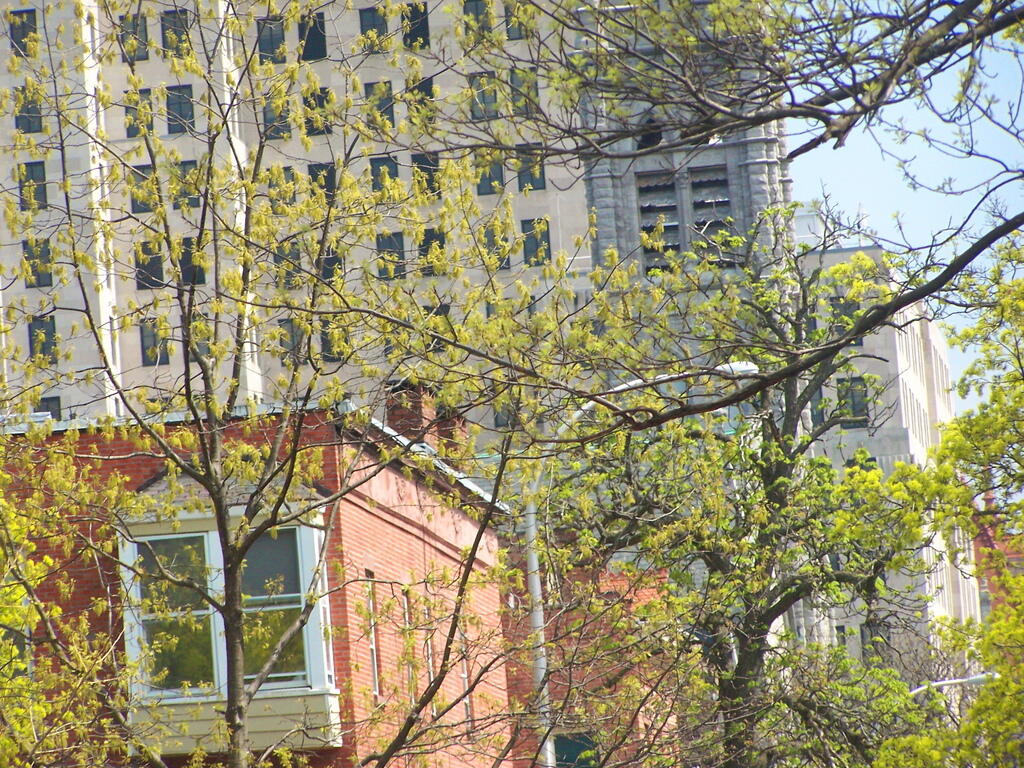 Photo: Spring on State Street Photo: Spring on State Street