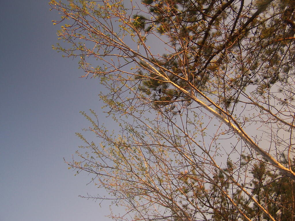 Photo: Leaning Trees Photo: Leaning Trees