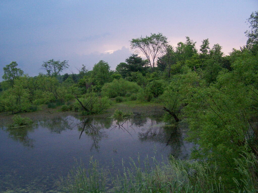 Photo: Swamp Prior to T-Storm Photo: Swamp Prior to T-Storm