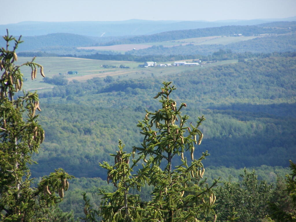 Photo: Farm Through the Trees