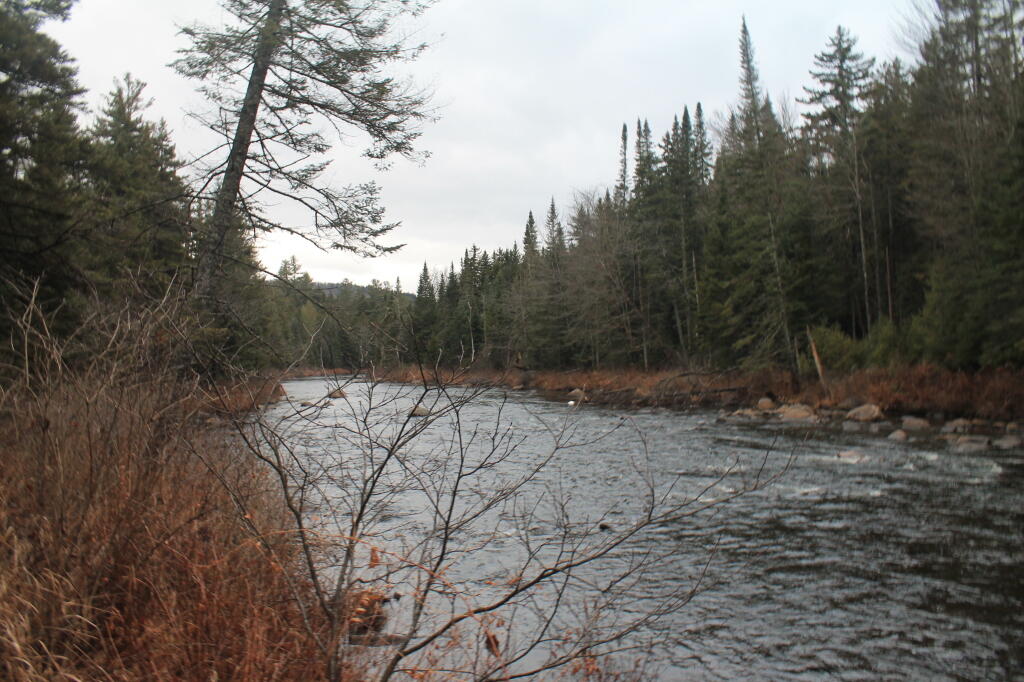 Photo: Walking Along the Vanderwhacker Creek