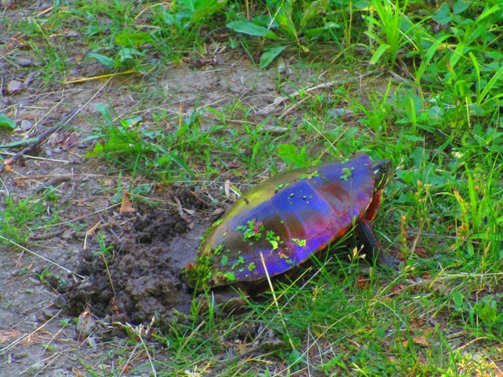 Photo: Laying Eggs Photo: Laying Eggs