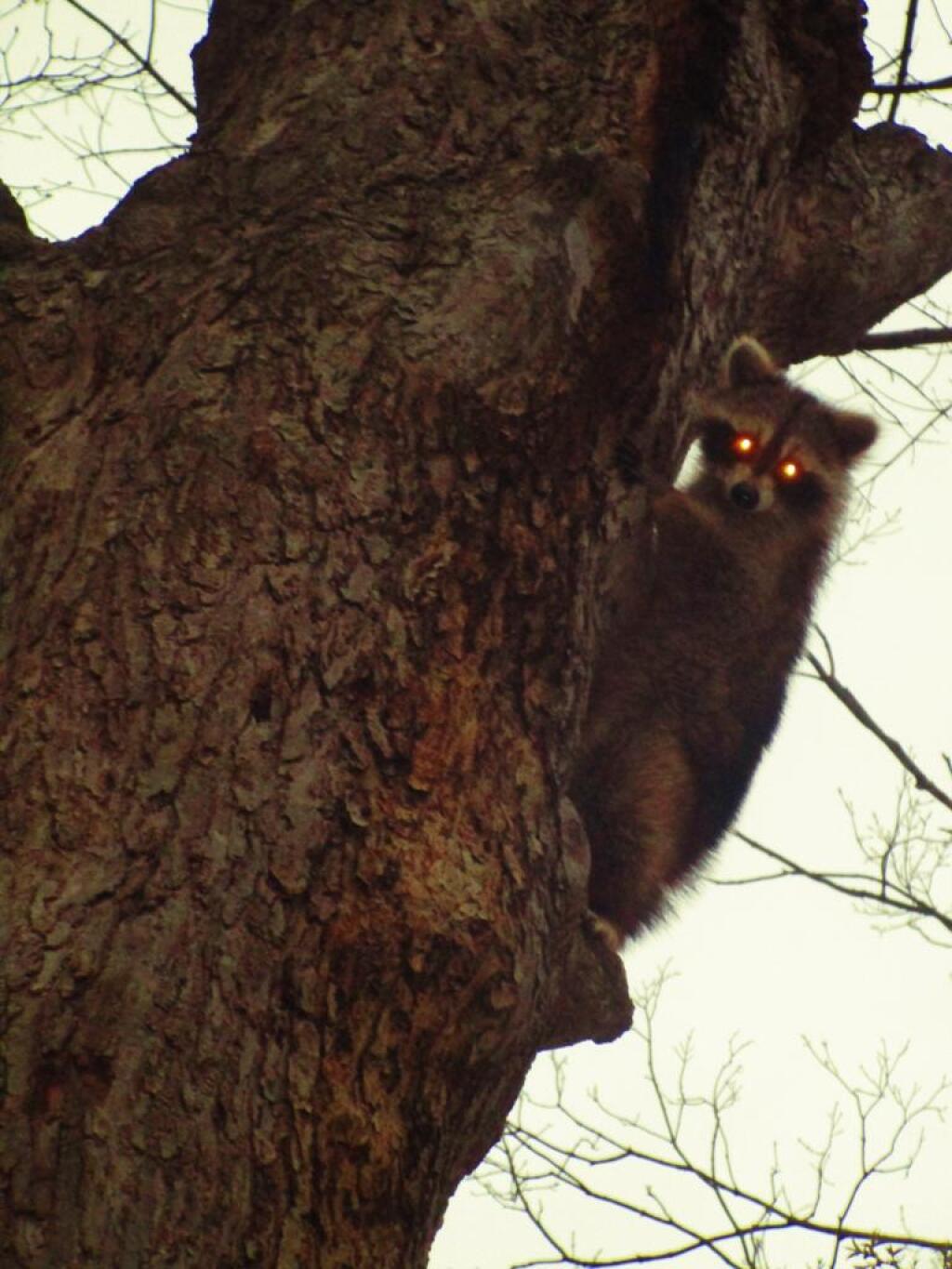 Photo: Coon Photo: Coon