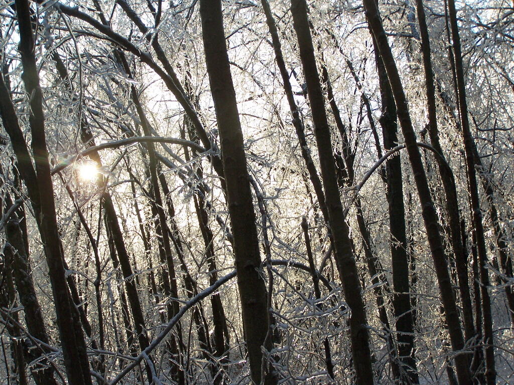 Photo: Ice Peaks Through Trees