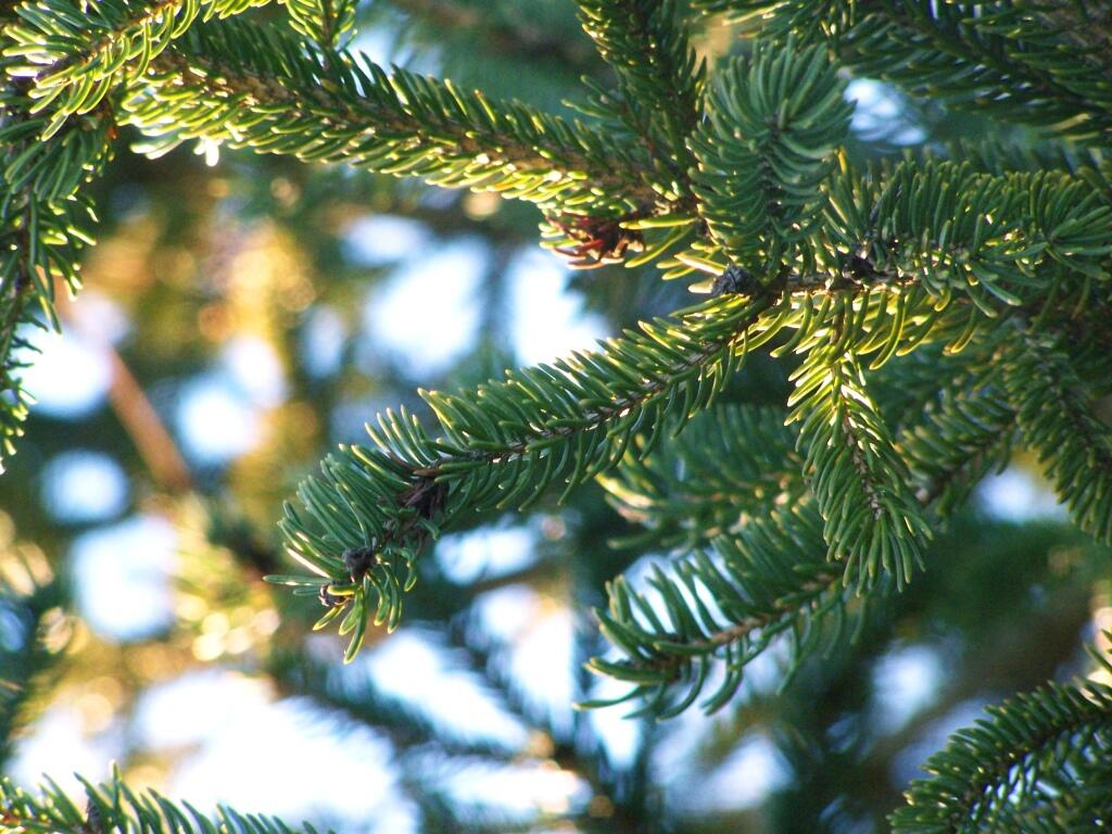 Photo: Christmas Branch Photo: Christmas Branch