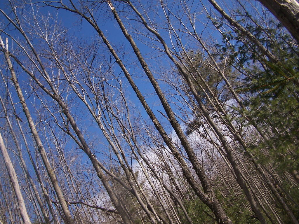 Photo: Bare Trees Photo: Bare Trees