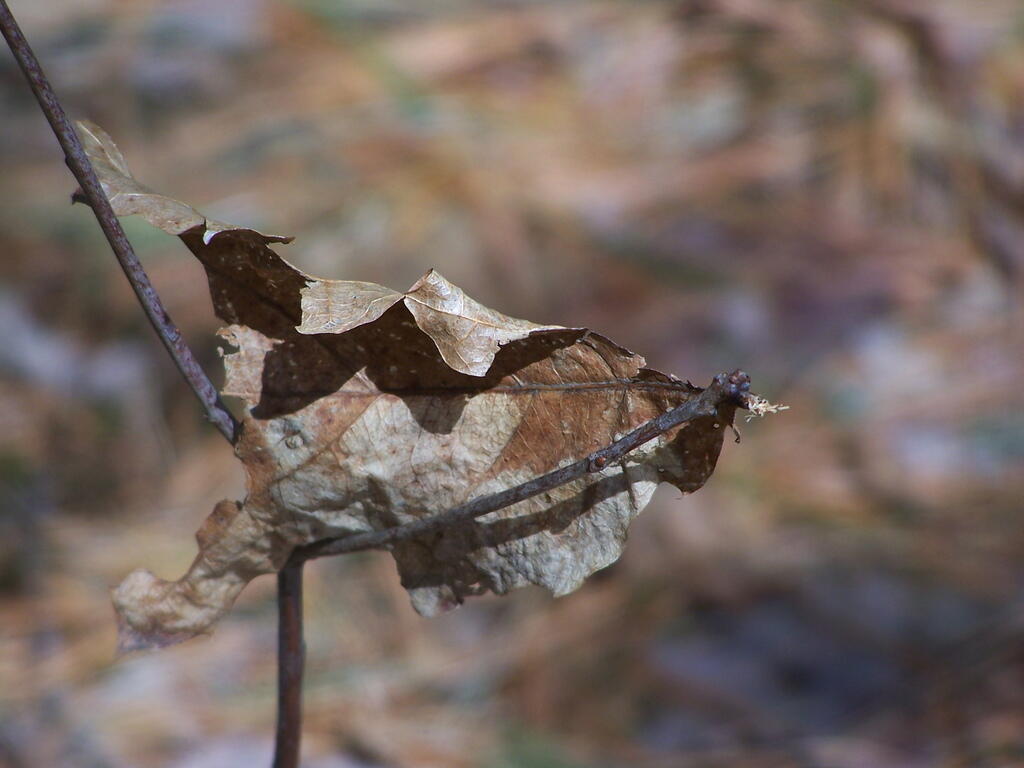 Photo: Leaf One Photo: Leaf One