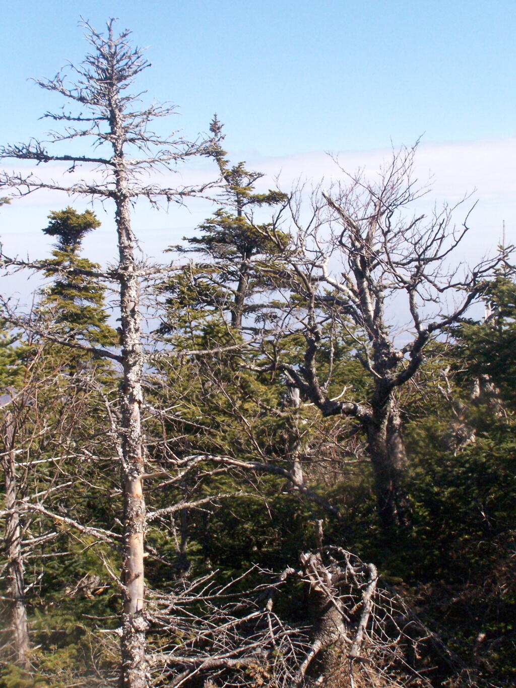 Photo: Top of Blackhead Photo: Top of Blackhead