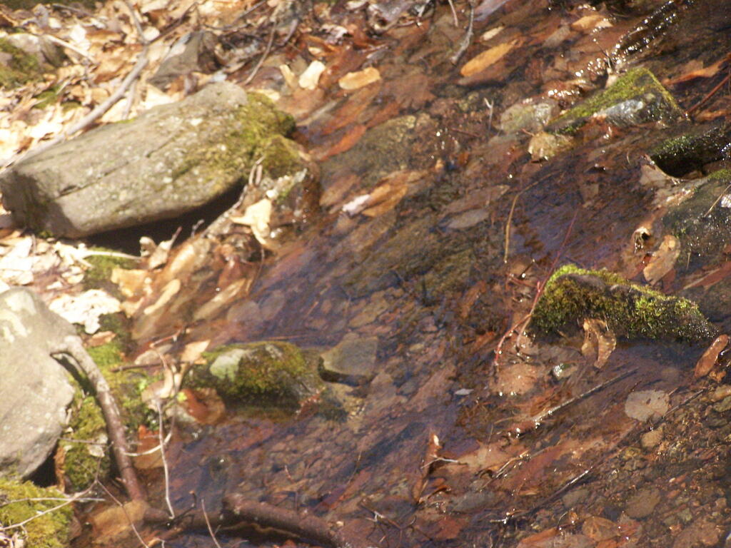 Photo: Creek Bed Photo: Creek Bed