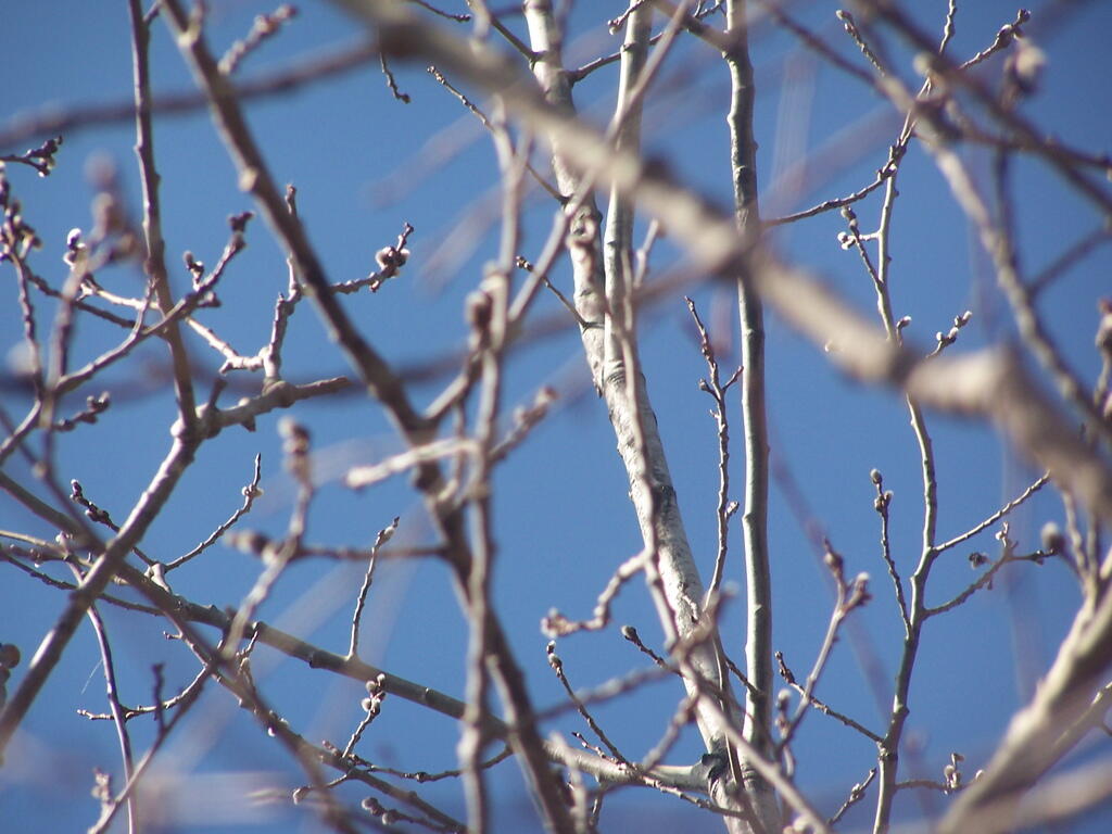 Photo: Budding Up Photo: Budding Up