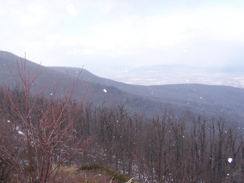 Photo: Falling Snow Photo: Falling Snow