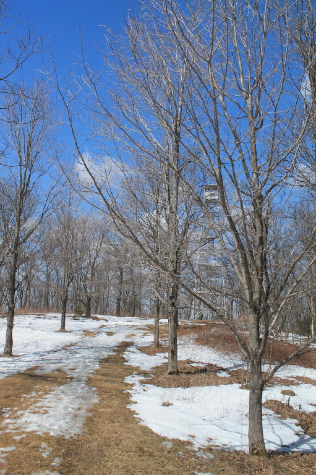 Photo: There's the Firetower Photo: There's the Firetower