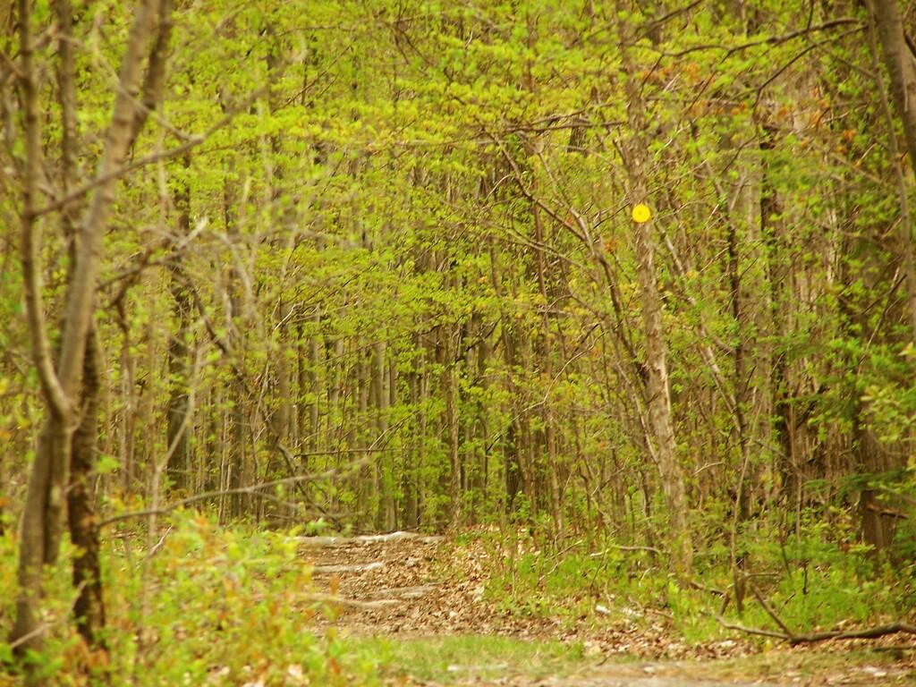 Photo: Yellow Trail