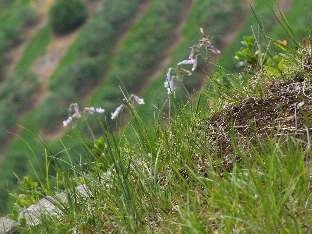 Photo: Columbine Flowers Photo: Columbine Flowers