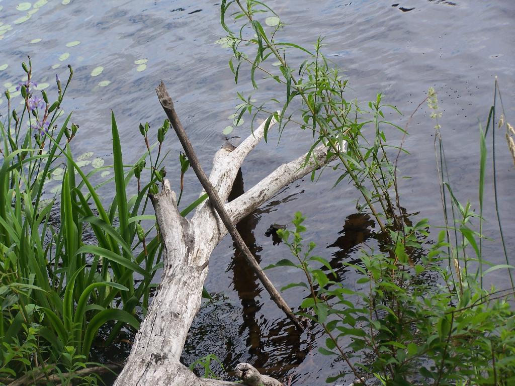 Photo: Stick Photo: Stick