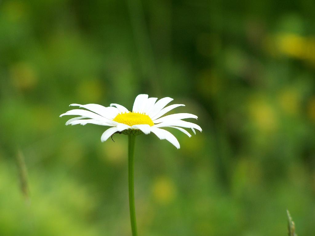 Photo: Daisy Photo: Daisy