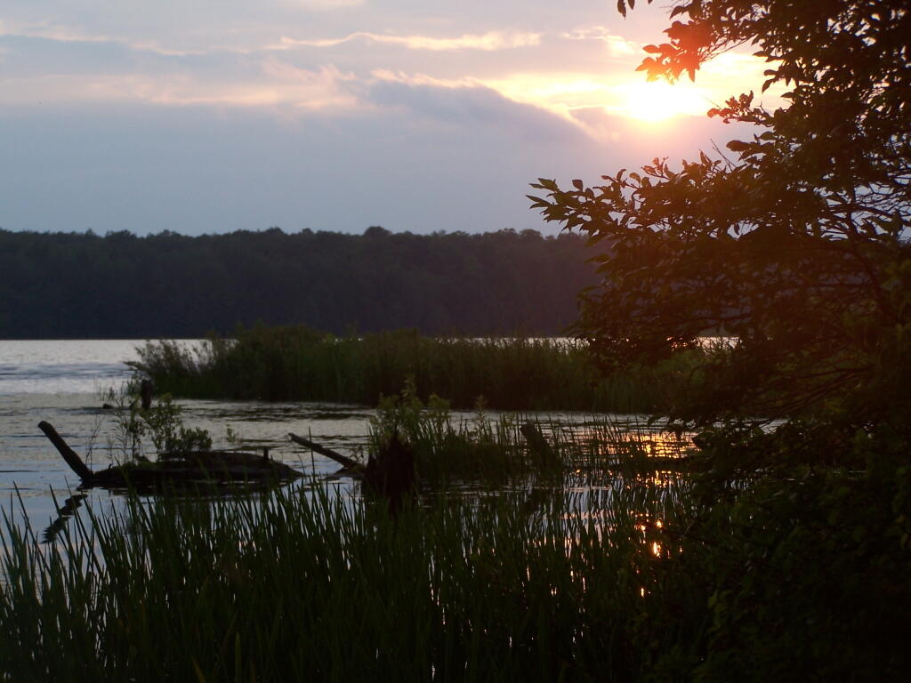 Photo: Marsh