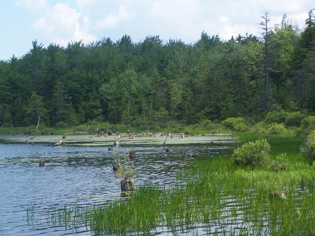 Photo: Swamp Photo: Swamp