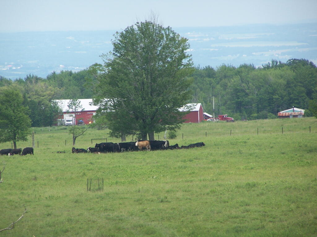 Photo: Cows Photo: Cows
