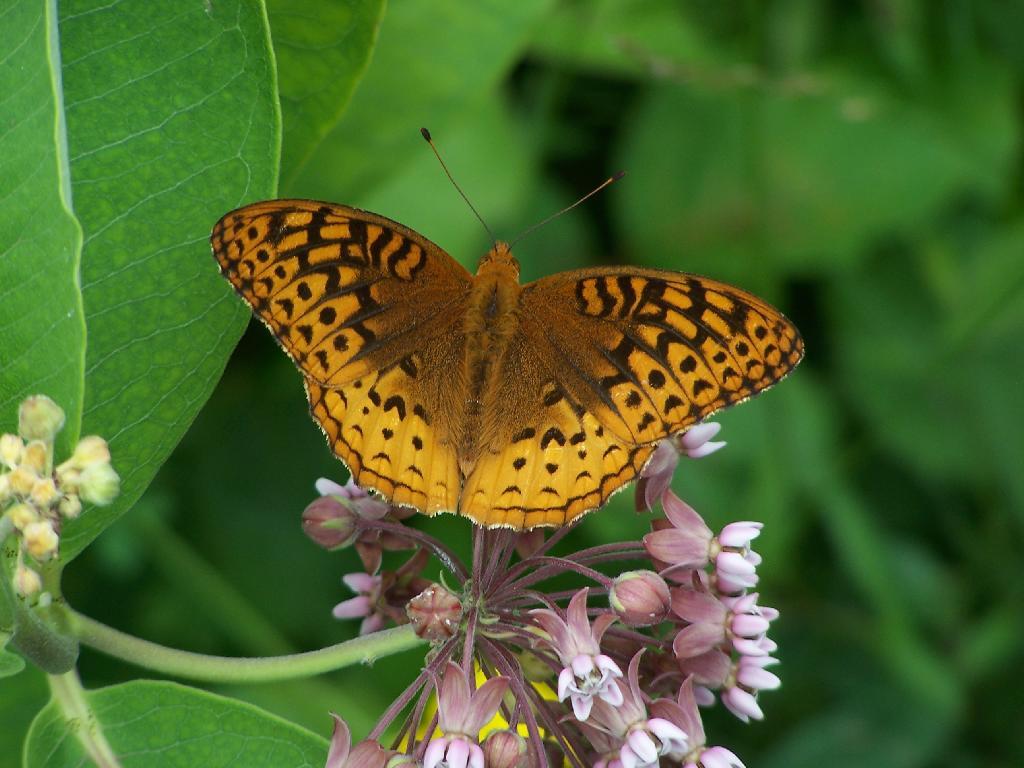 Photo: Butterfly Photo: Butterfly