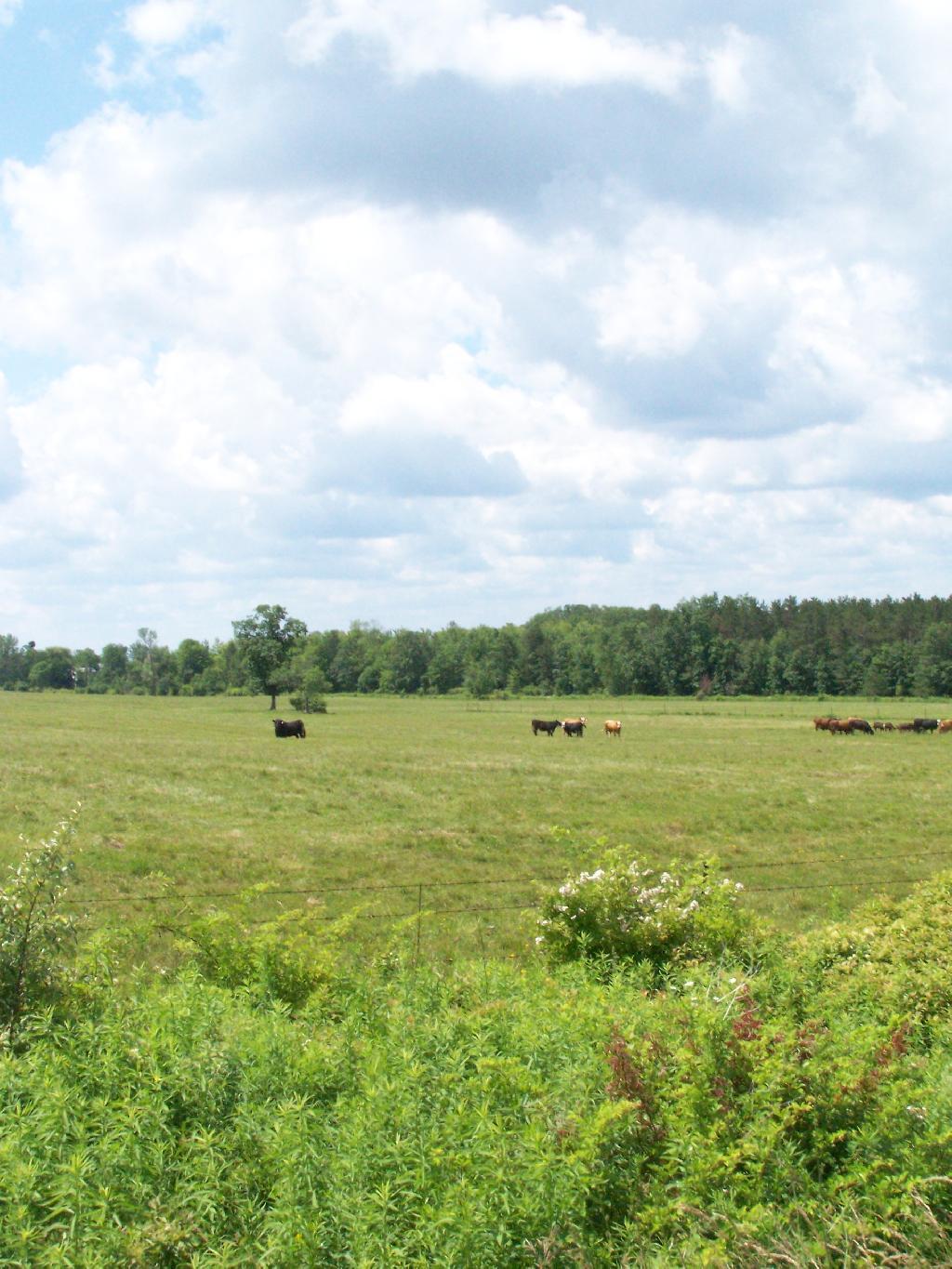 Photo: Federal Pastures Photo: Federal Pastures