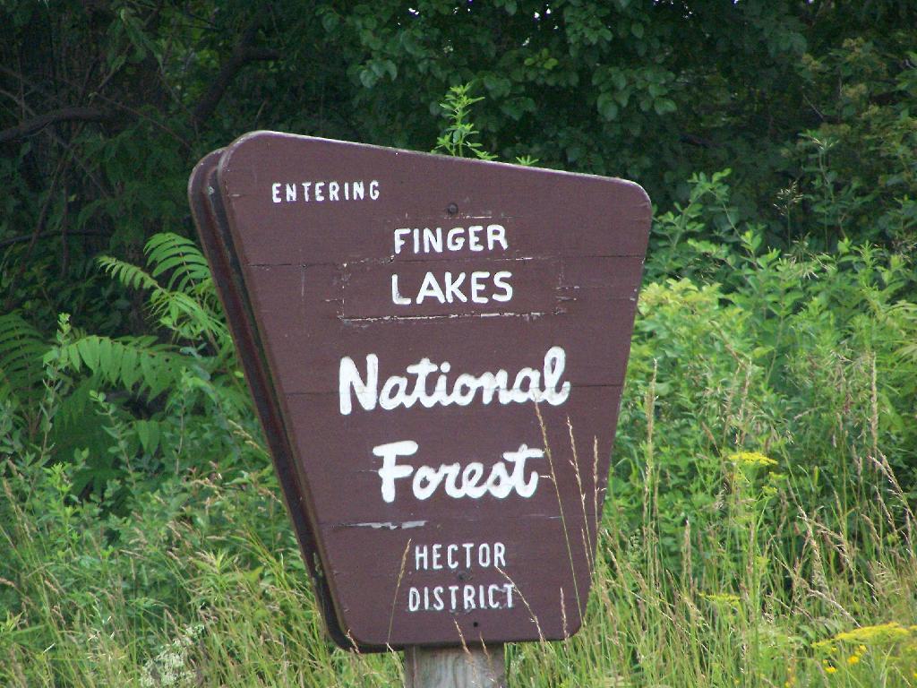 Photo: Entering Forest Photo: Entering Forest