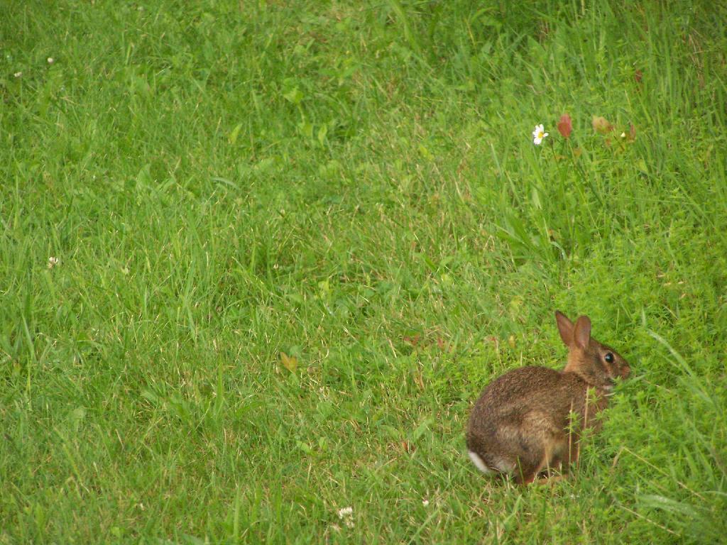 Photo: Rabbit Photo: Rabbit