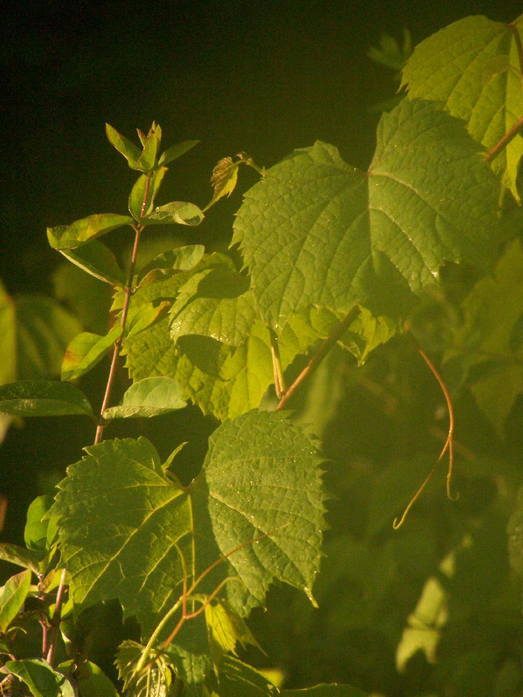 Photo: Vines
