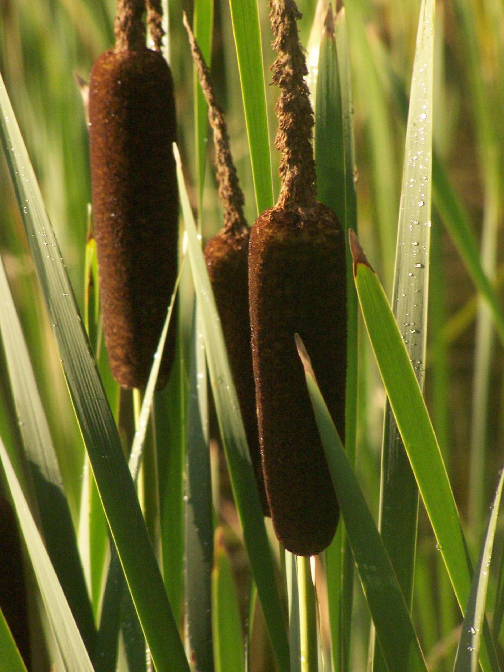 Photo: Cattails Photo: Cattails