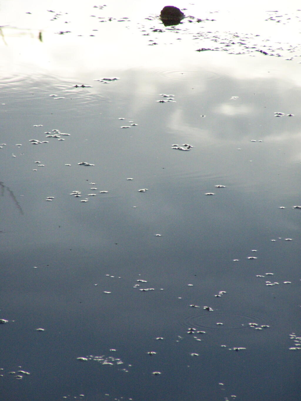 Photo: Stormy Pond