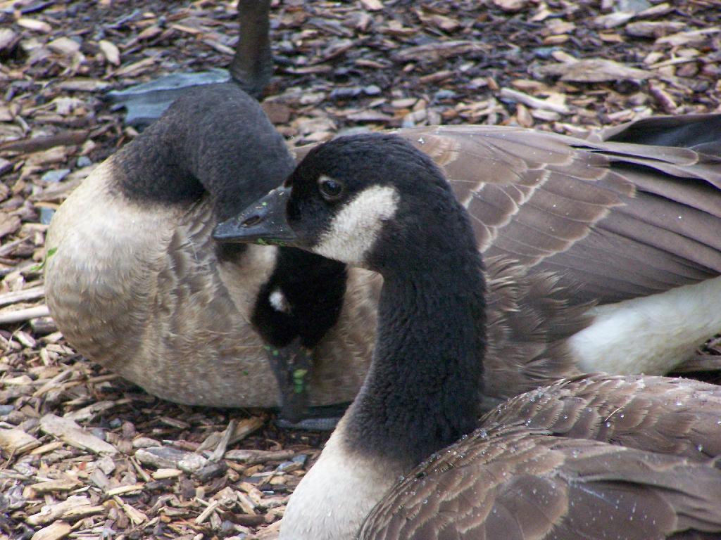 Photo: Geese Photo: Geese