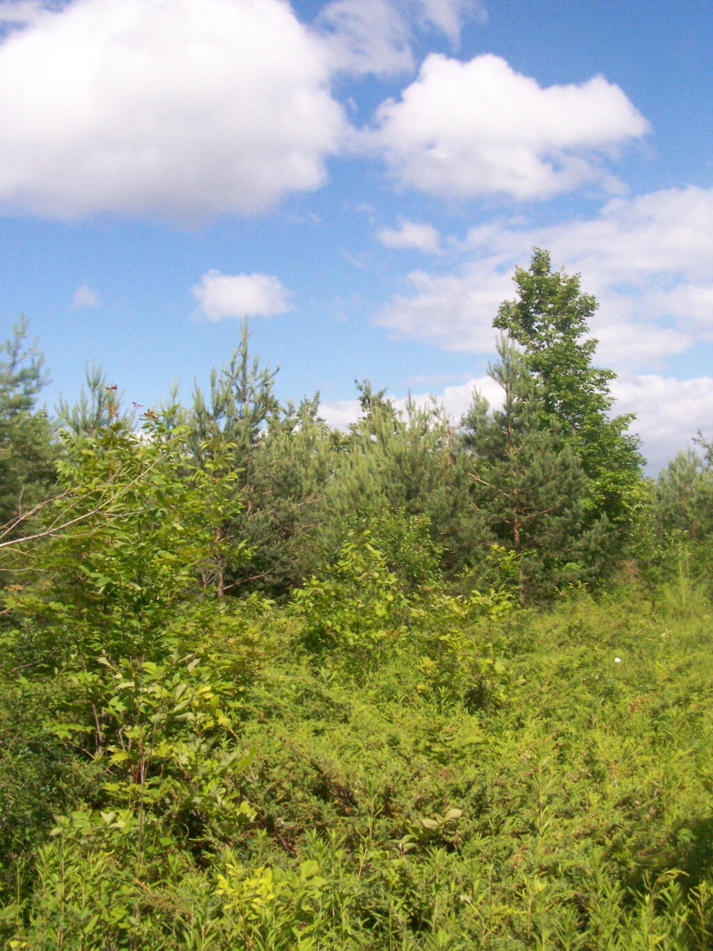 Photo: Meadow