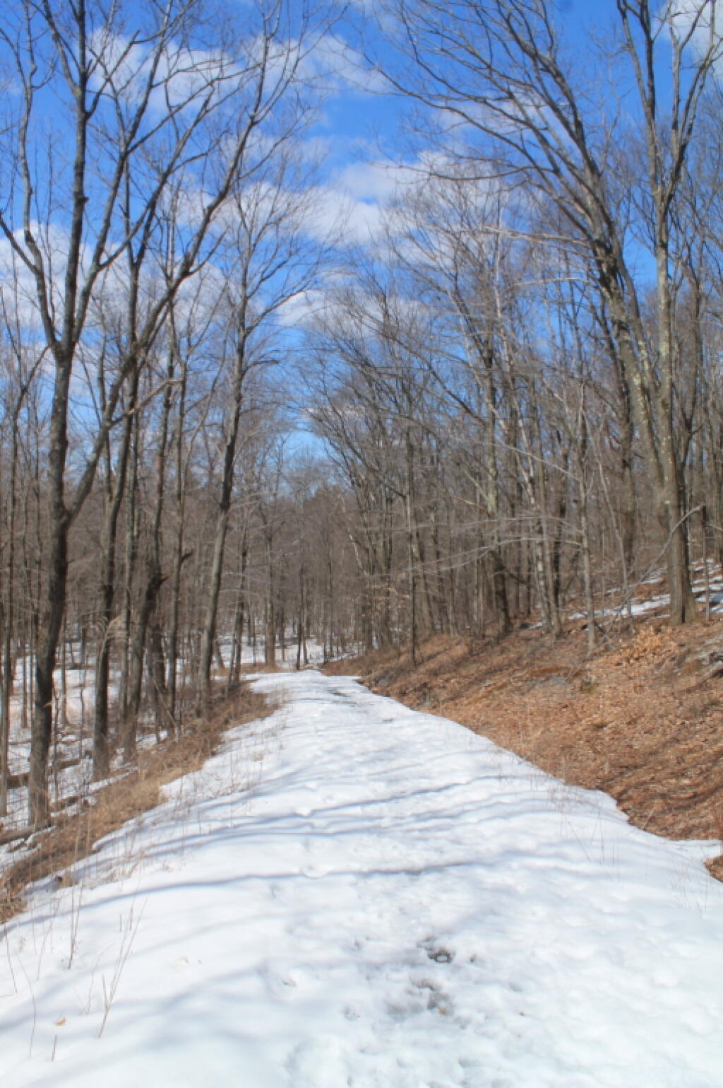 Photo: Snow Covered Old Wood Road Photo: Snow Covered Old Wood Road