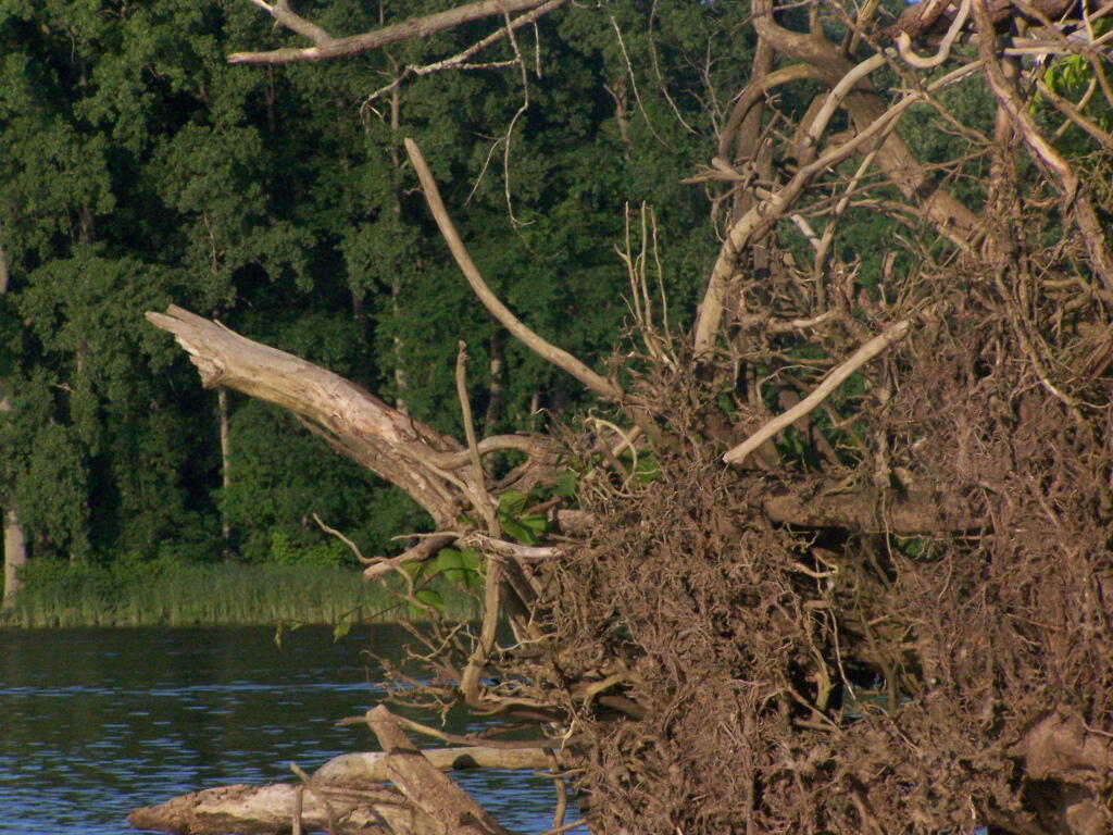 Photo: Roots Photo: Roots