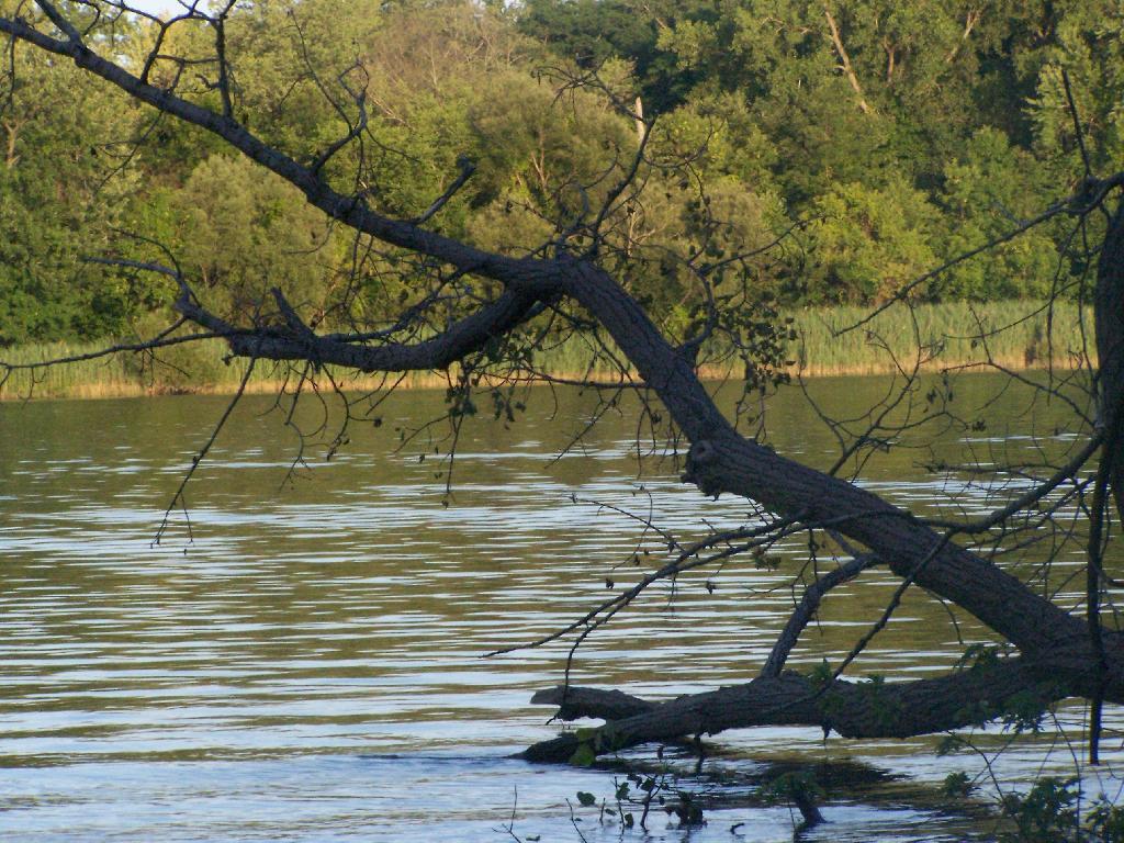 Photo: Branch Photo: Branch