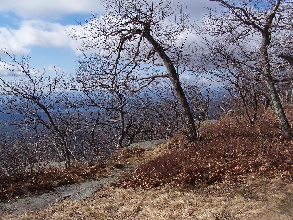 Photo: Trees Photo: Trees